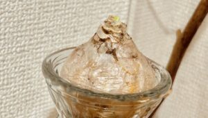 ヒヤシンス、発芽! 〜ヒヤシンス観察日記 1回目〜