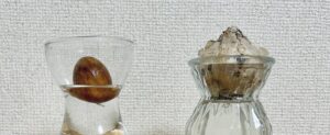 今年は座らずに起立して咲いてね！　〜ヒヤシンス観察日記 0回目〜