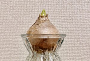 すくすくヒヤシンス 〜ヒヤシンス観察日記 2回目〜