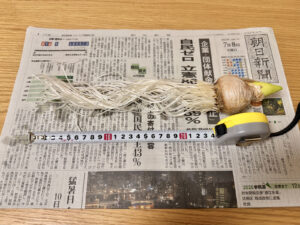 もやシンス 〜ヒヤシンス観察日記 3回目〜