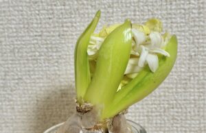 拗ねシンス　〜ヒヤシンス観察日記 4回目〜